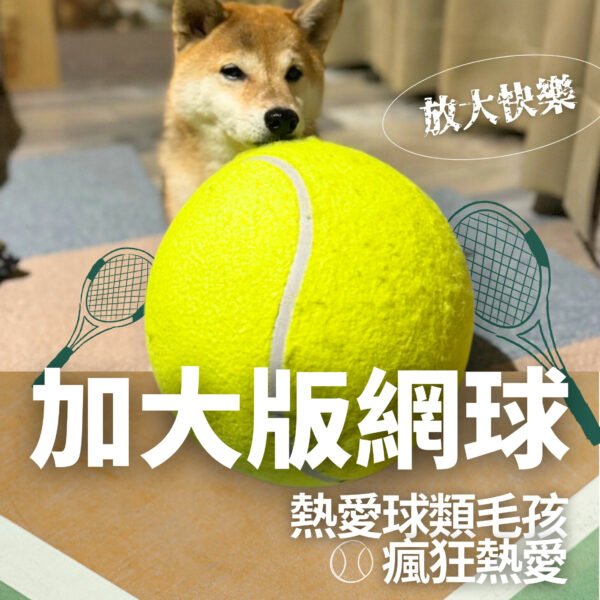 加大版網球|24公分高彈力互動 狗狗正在追逐滾動中的加大版網球 戶外情境