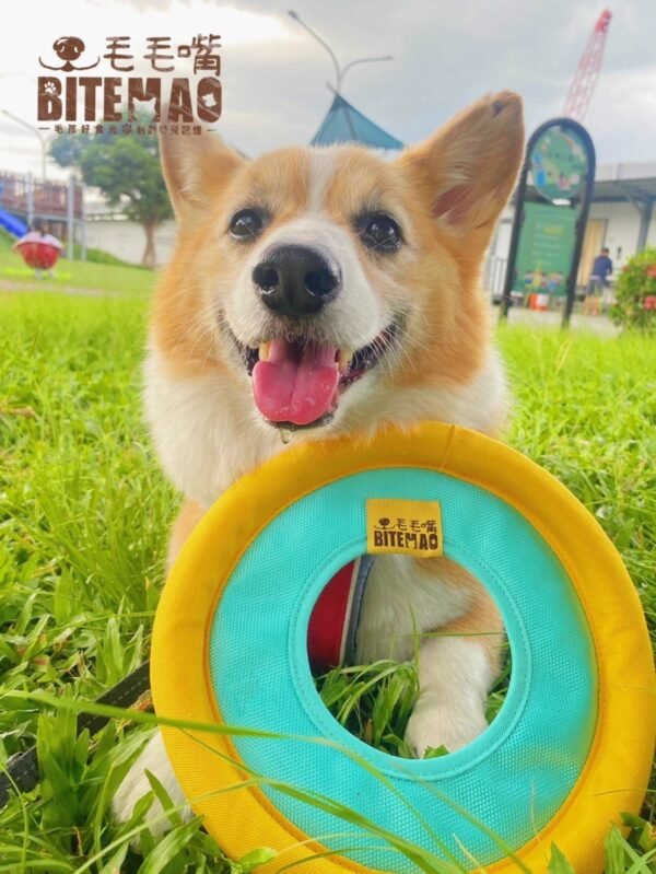 浮水飛盤|水洗快乾戶外互動玩具 狗狗在水上咬住浮水飛盤 進行尋回遊戲