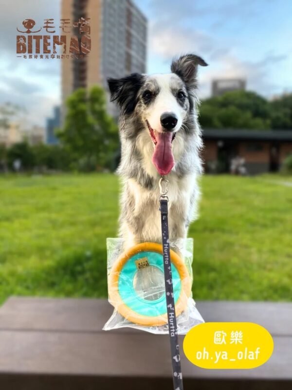 original-36.jpg 互動玩具|浮水飛盤