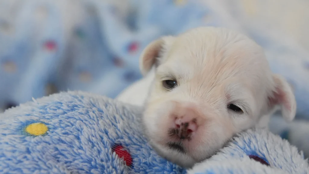 白色幼犬剛醒躺在毛毯上，遊戲與睡眠平衡有助健康成長