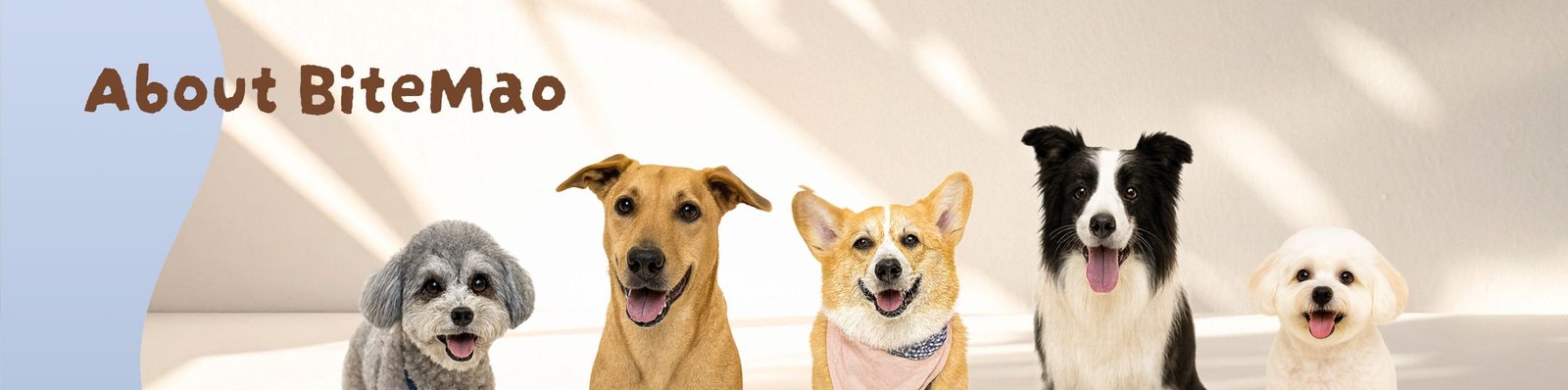 毛毛嘴 BiteMao 品牌形象橫幅圖，五隻狗狗開心坐在陽光下，象徵品牌陪伴毛孩健康成長與快樂生活的理念。