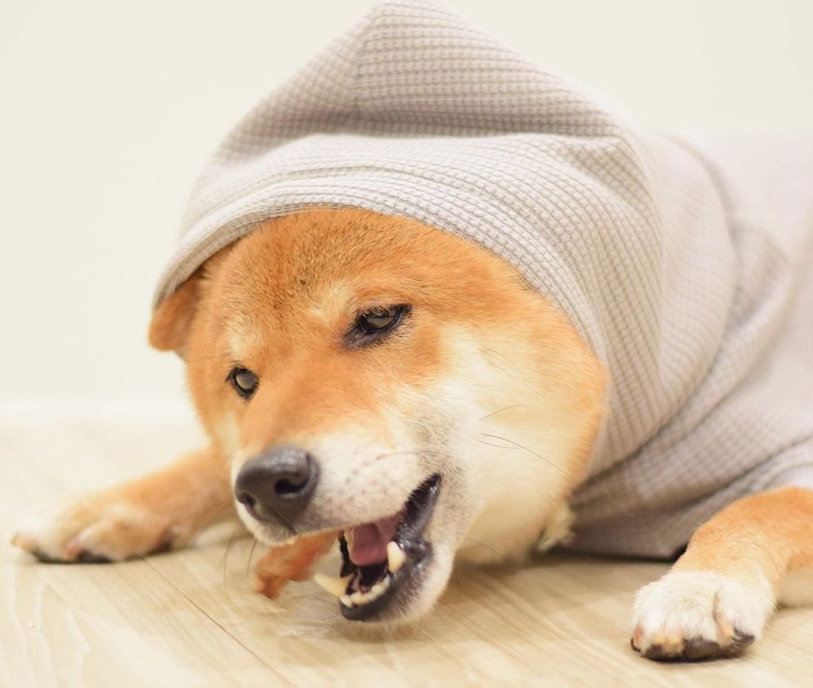 一隻柴犬穿著灰色毛巾布衣，正開心啃咬毛毛嘴 BiteMao 台灣手工烘製的天然牛氣管狗狗零食。