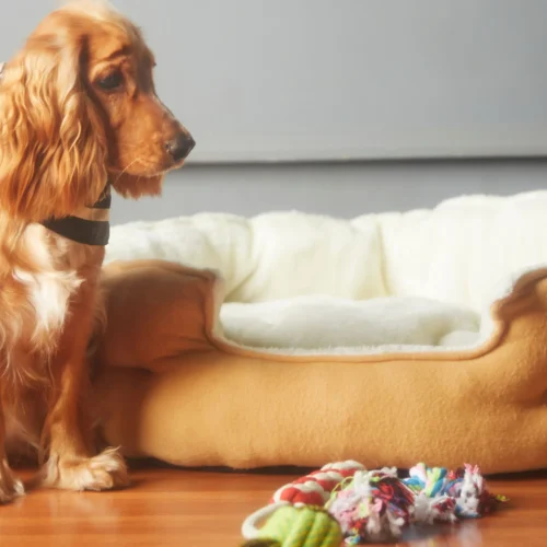 狗狗在家中咬繩結玩具，適當玩耍時間有助於身心健康